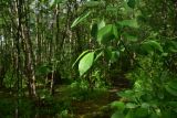 род Salix. Лист. Мурманск, ю. склон Варничной сопки, лиственный лес. 7 июля 2026 г.