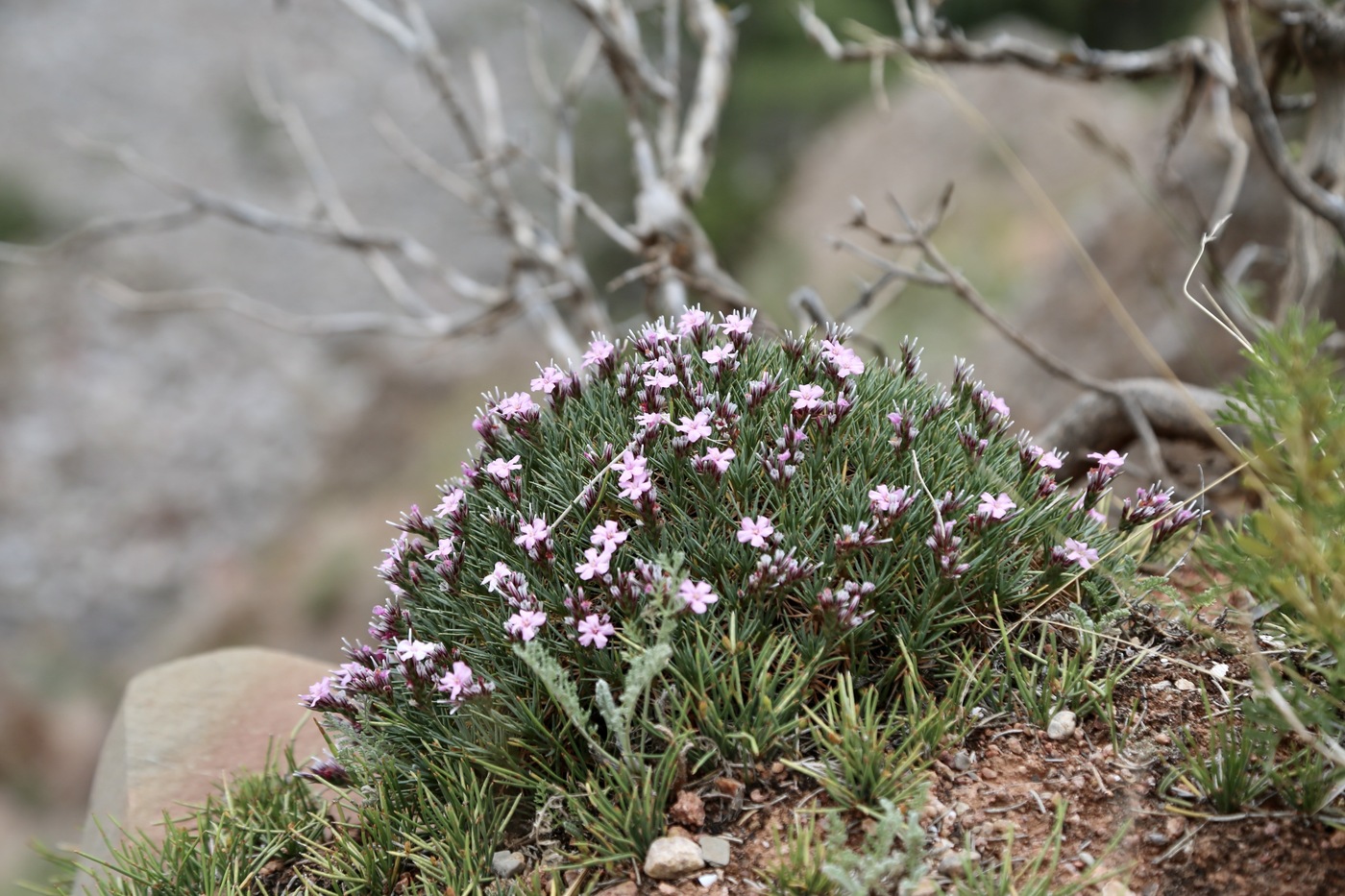 Изображение особи Acantholimon alatavicum.