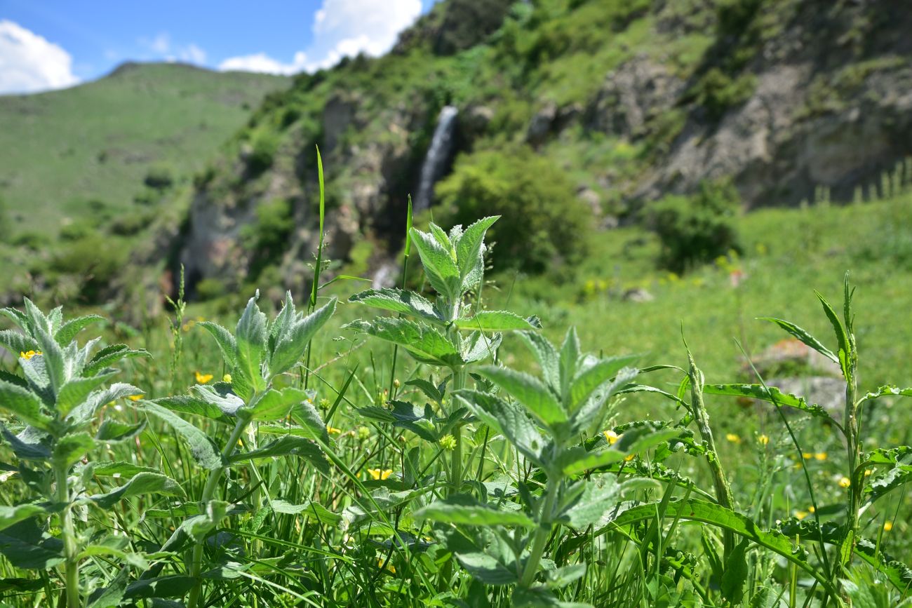 Image of Mentha longifolia specimen.