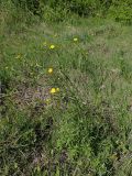 Ranunculus acris