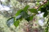 View full-size image Ulmus laevis