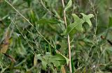 Lactuca serriola. Часть побега с соплодиями. Московская обл., гор. округ Домодедово, низовья р. Пахра, пойменный луг. 30.08.2026.