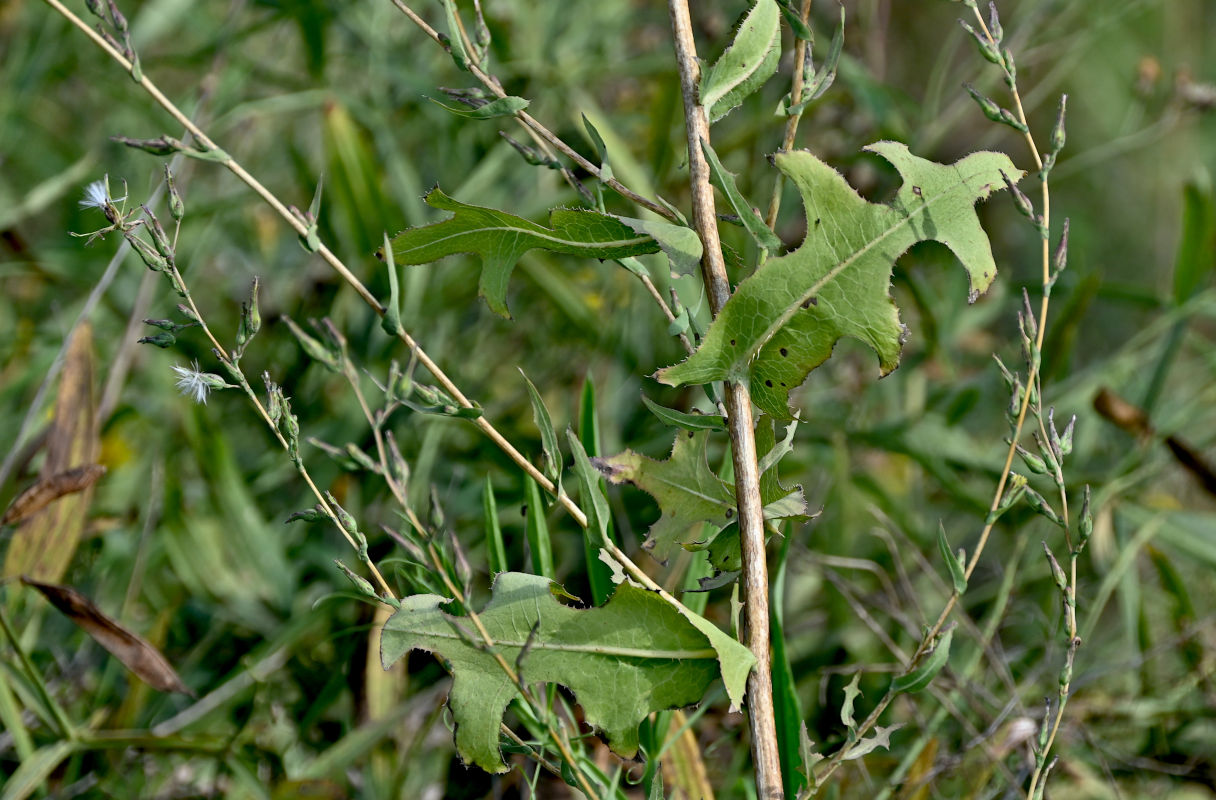 Image of Lactuca serriola specimen.