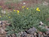 Potentilla bifurca