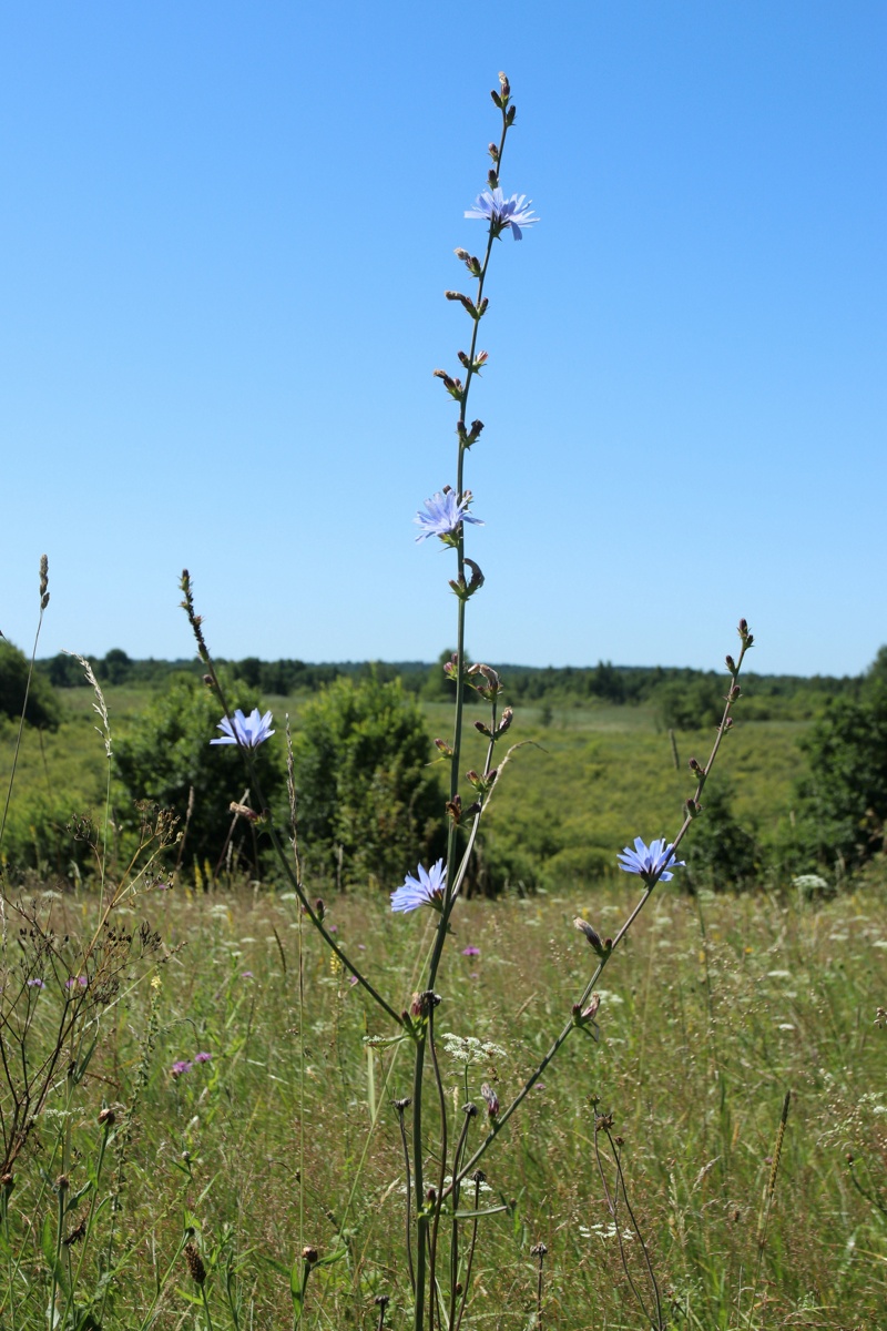 Image of Cichorium intybus specimen.