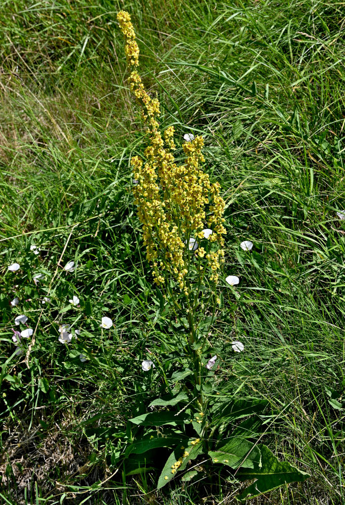 Image of Verbascum nigrum specimen.