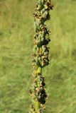 Verbascum nigrum