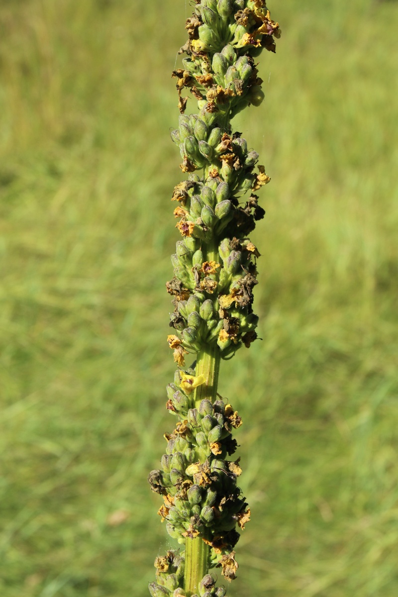 Image of Verbascum nigrum specimen.