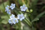 Myosotis imitata. Соцветие. Узбекистан, Ташкентская обл., зап. отроги Чаткальского хр., гора Бол. Чимган. 14.05.2011.