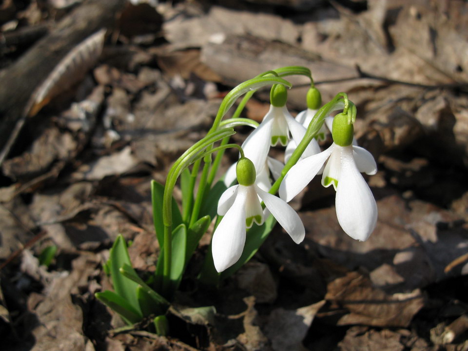 Изображение особи Galanthus woronowii.