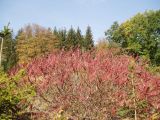 Rhus typhina