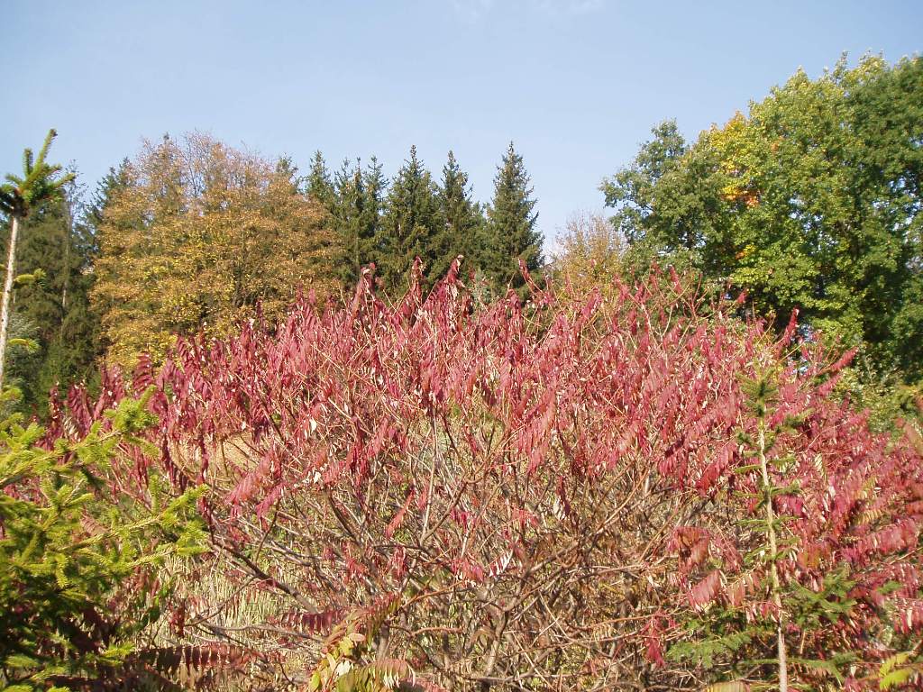 Image of Rhus typhina specimen.