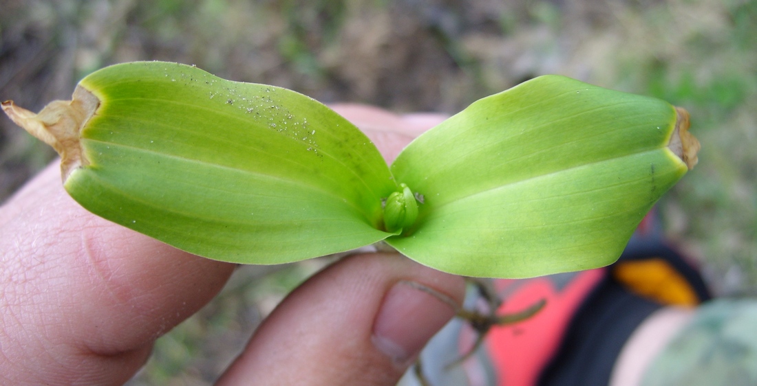 Image of genus Platanthera specimen.