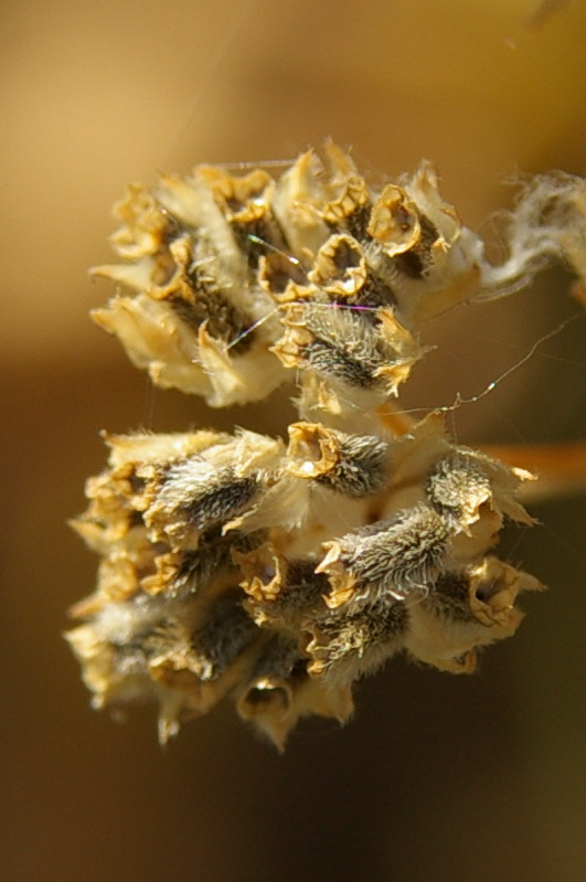 Изображение особи Valerianella lasiocarpa.