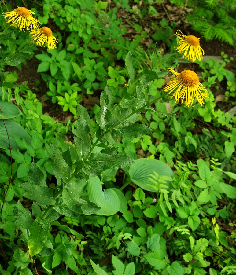 Изображение особи Inula grandiflora.