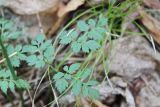 Aegopodium alpestre