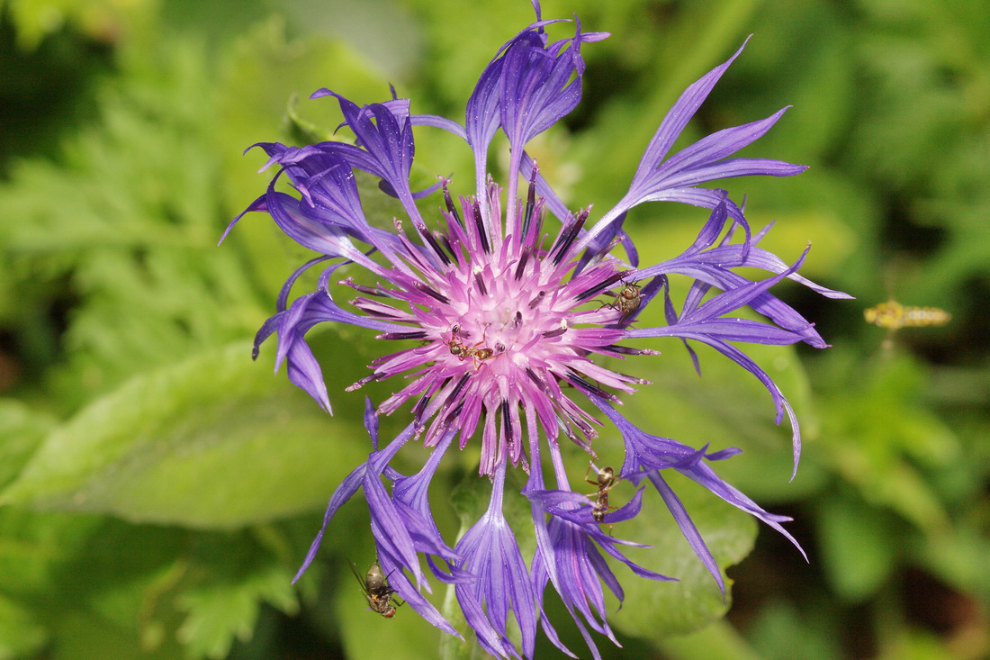 Image of Centaurea nigrofimbria specimen.