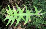 Cirsium laniflorum