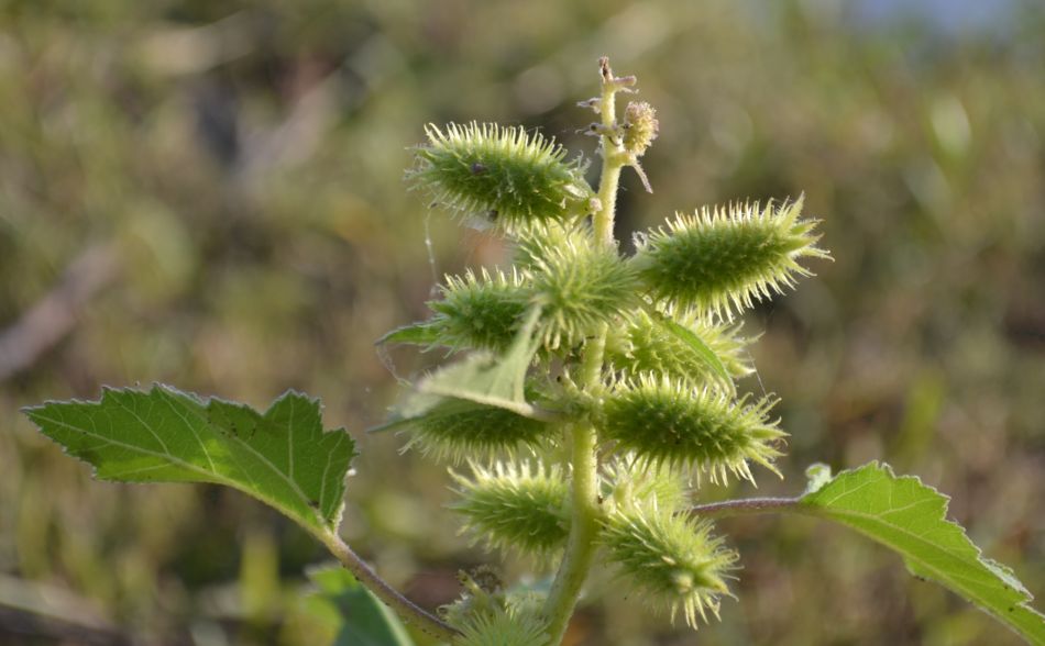 Image of Xanthium orientale specimen.