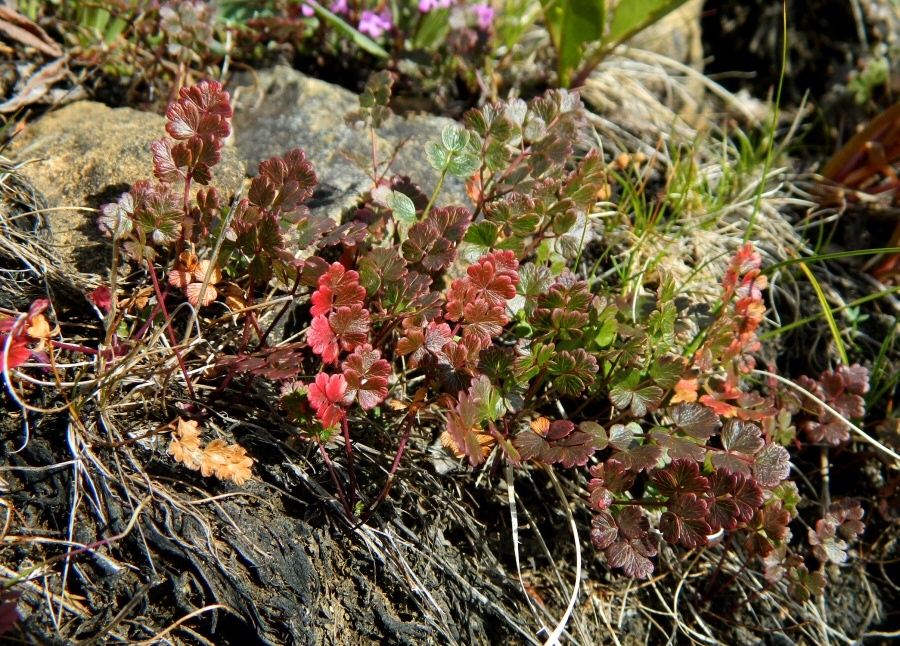 Image of Thalictrum alpinum specimen.