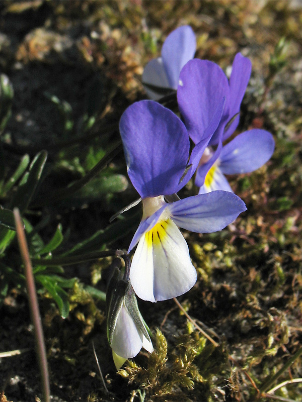 Изображение особи Viola maritima.