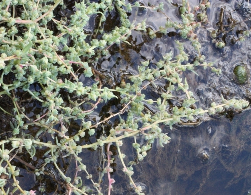 Image of Suaeda acuminata specimen.