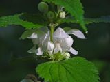 Lamium album. Цасть стебля с соцветием. Московская обл., Раменский р-н, окр. дер. Хрипань, лесная дорога. 15.06.2003.