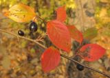 Cotoneaster lucidus. Часть ветви с плодами. Татарстан, г. Бавлы, лес. 09.10.2011.