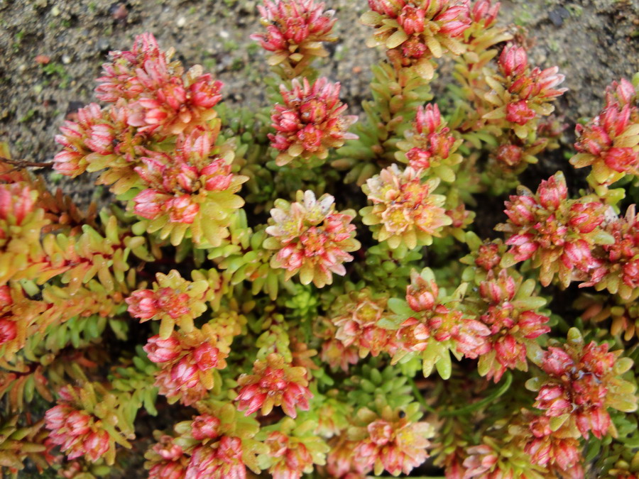 Изображение особи Sedum tenellum.