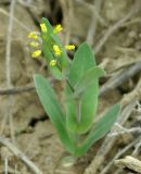 Tauscheria lasiocarpa