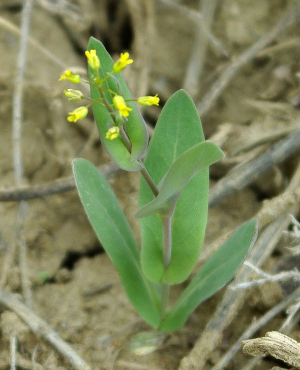 Изображение особи Tauscheria lasiocarpa.