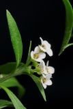 Lobularia maritima. Верхушка растения с соцветием. Московская обл., садовый участок, на клумбе. 04.11.2011.