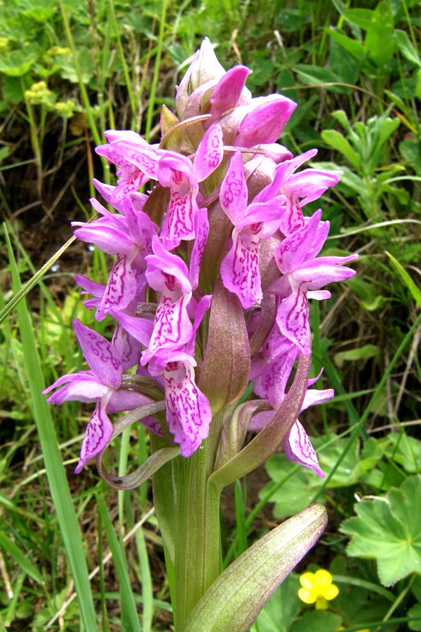 Изображение особи Dactylorhiza incarnata.