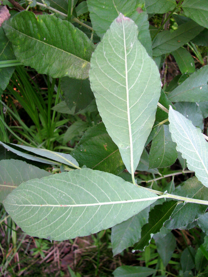 Image of Salix &times; multinervis specimen.