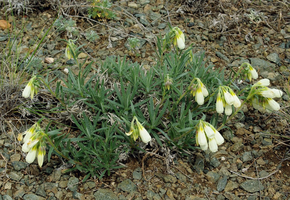 Image of Onosma simplicissima specimen.