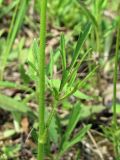 Ranunculus polyanthemos. Часть стебля с листом. Смоленская обл., Смоленский р-н, окрестности Каспли, подножие доломитового холма. 29.05.2011.