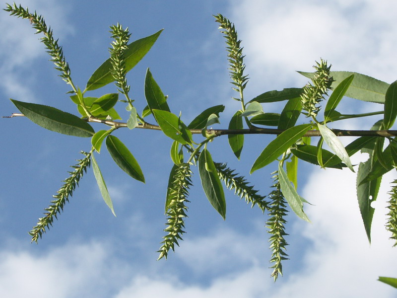 Image of Salix euxina specimen.