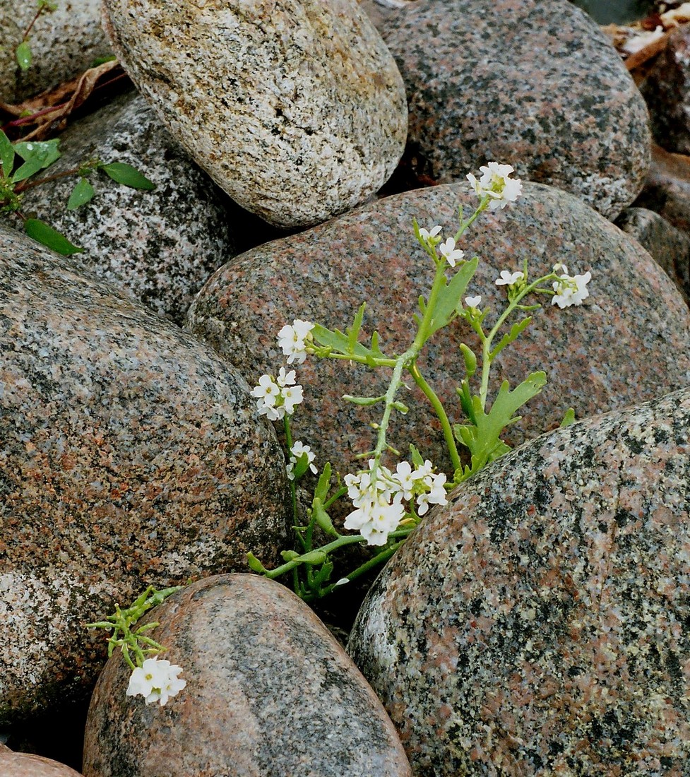Image of Cakile lapponica specimen.