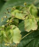 genus Tripterygium