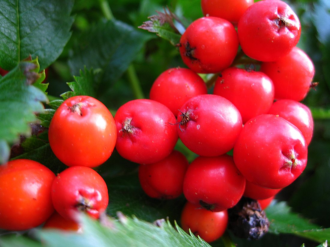 Изображение особи Sorbus sambucifolia.