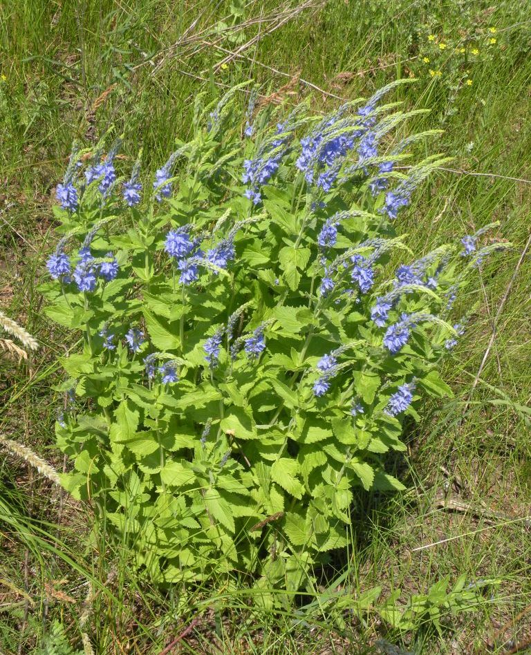 Image of Veronica teucrium specimen.