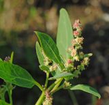 Atriplex nudicaulis