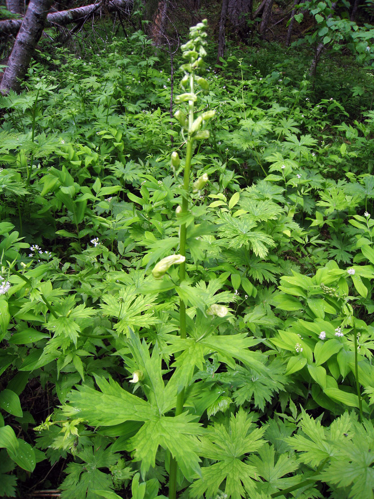 Изображение особи Aconitum umbrosum.