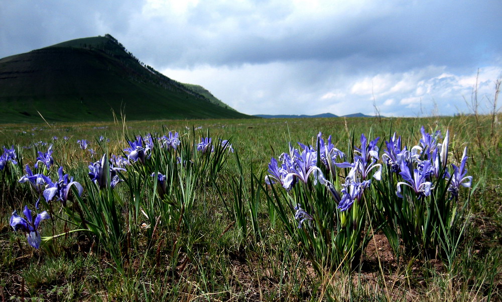 Image of Iris biglumis specimen.