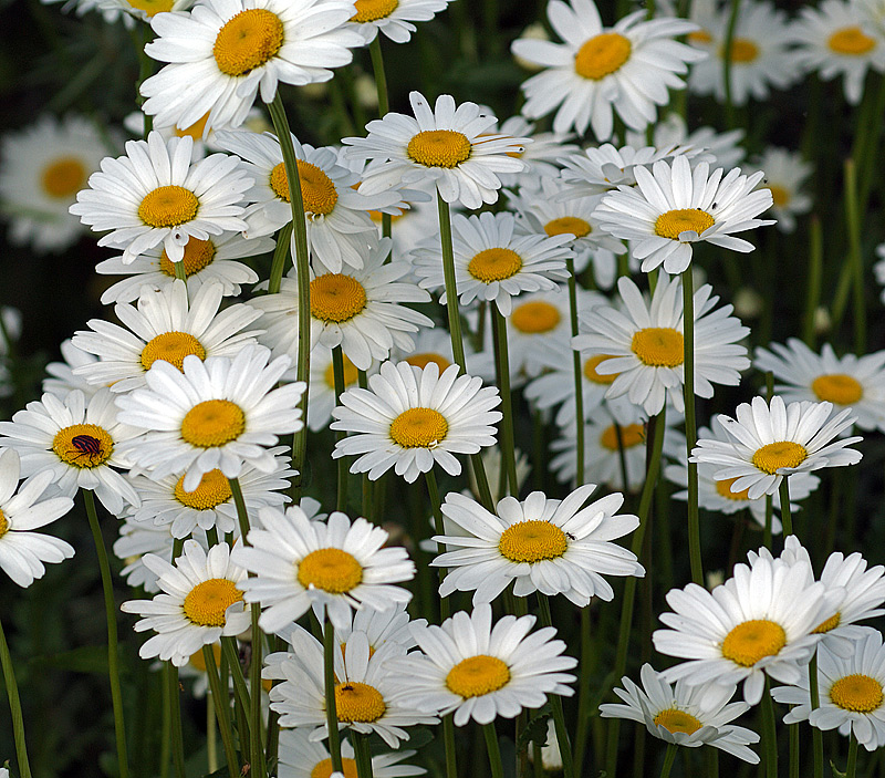 Image of Leucanthemum maximum specimen.