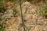 Sixalix arenaria