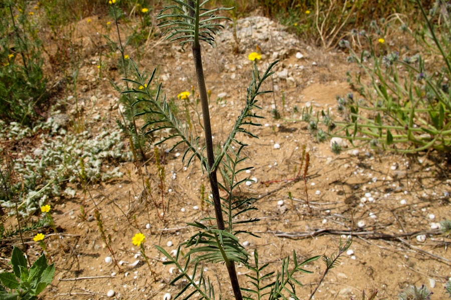 Image of Sixalix arenaria specimen.