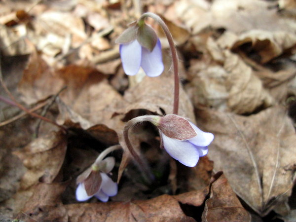 Изображение особи Hepatica nobilis.