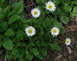 Bellis perennis. Цветущее растение. Крым, Ялта, заброшенное кладбище. 22 апреля 2012 г.