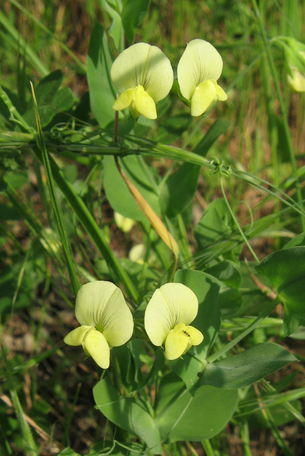 Изображение особи Lathyrus aphaca.